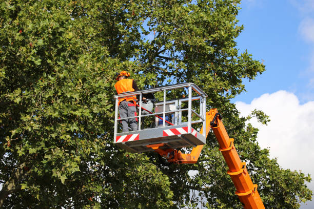 Best Leaf Removal  in Twin Lakes, VA